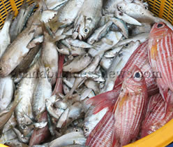 Ghana: Government Inaugurates Taskforce To Check Illegal Fishing.