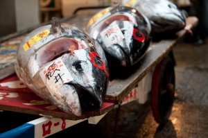 Libya: Bluefin Tuna Fishery In The War in Libya