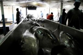 Liberia Hosts Regional Fisheries Consultations