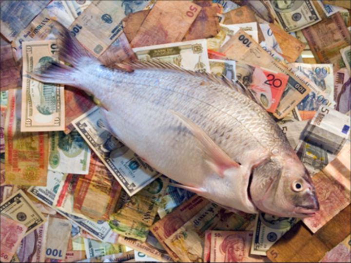 money fish