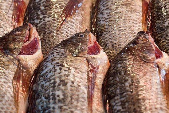 Ghana Bans Tilapia Imports in Order to Encourage Local Production