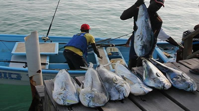 UNCTAD fisheries project facilitates south-south partnerships