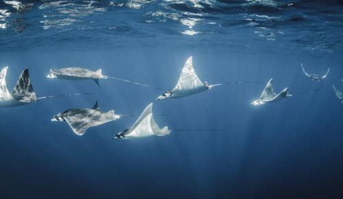 South Africa: Spotlight on sharks and rays at Cites