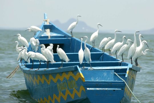 East Africa: Kenya, Uganda officials agree on fishing rights in lake Victoria