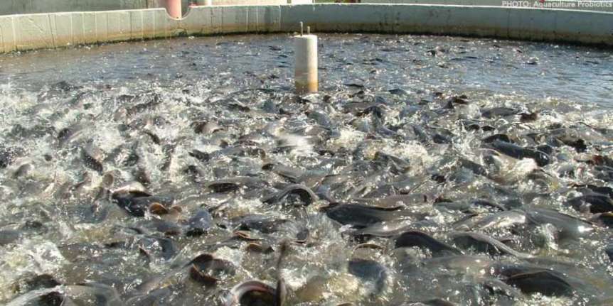 1000 fish farm overcrowded
