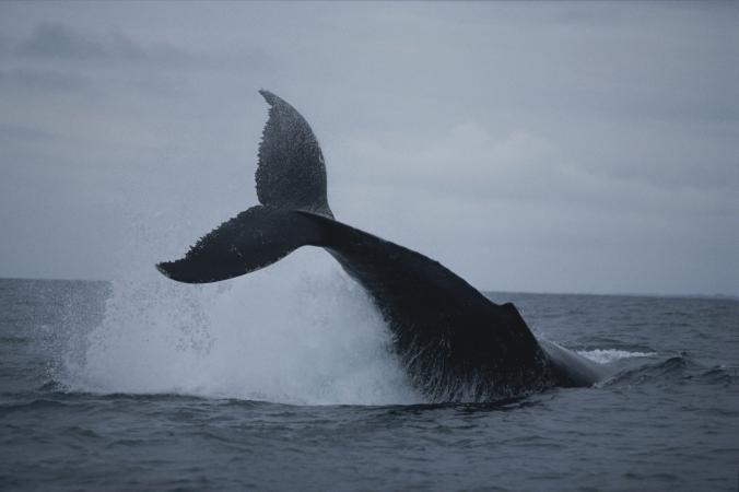 A humpback whale leaps out of the waters near Gabon. Photography by Michael Nichols, National Geographic Creative