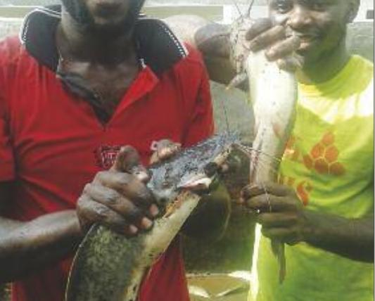 cameroun - poissons Dja et Lobo