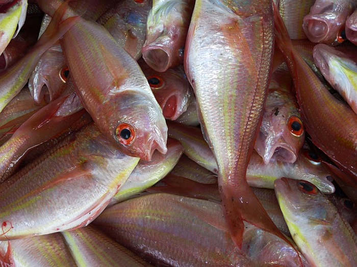 UK to partner Nigeria in fish farming