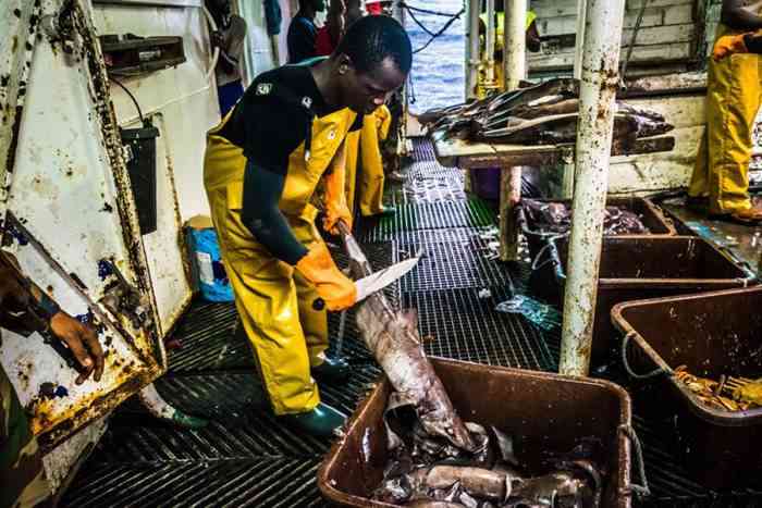 Libéria: L’arrestation d’un navire braconnier montre que la production d’huile de foie de requin pourrait mener des espèces à l’extinction
