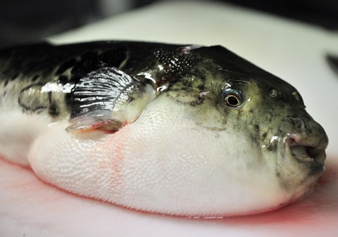 Deadly blowfish or Fugu