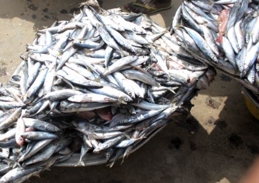 Ghana fish stock
