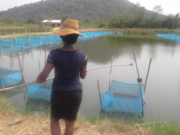 ARDEC research assistants Ghana tilapia - Tilapia farmers are currently limited to using ARDEC's Akosombo strain