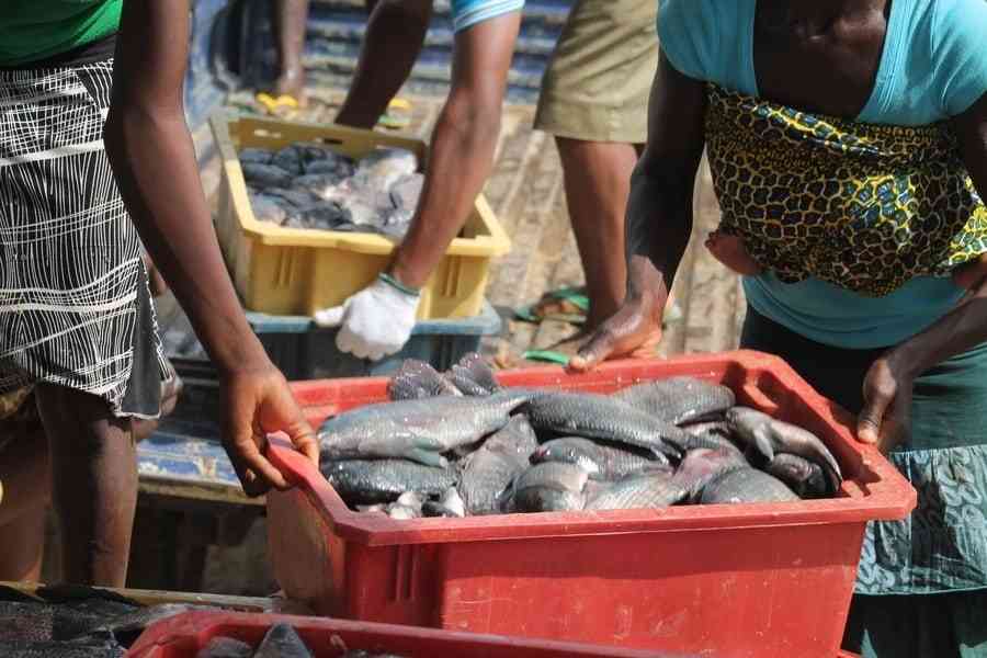 Nigeria fish business 6
