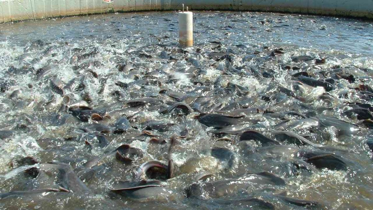 Nigeria Fish production