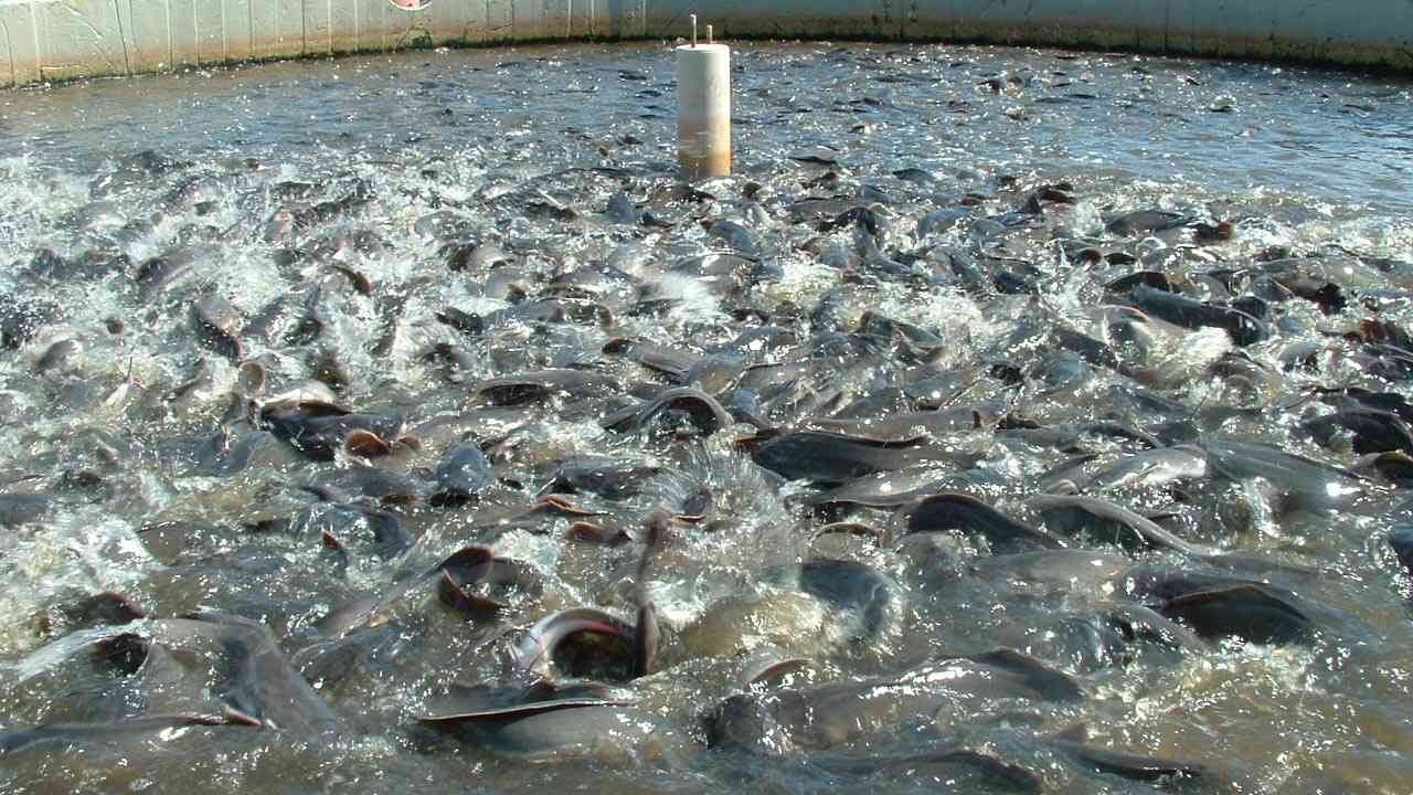 Nigeria: Importers, ministry officials are killing local fish industry, says CAFFAN