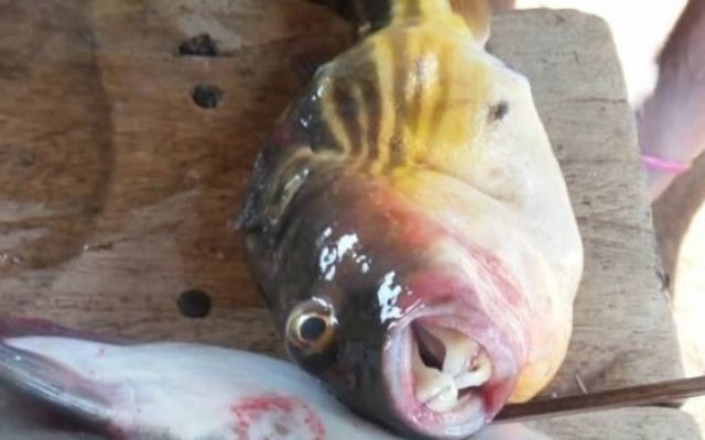 ghana puffer fish 1