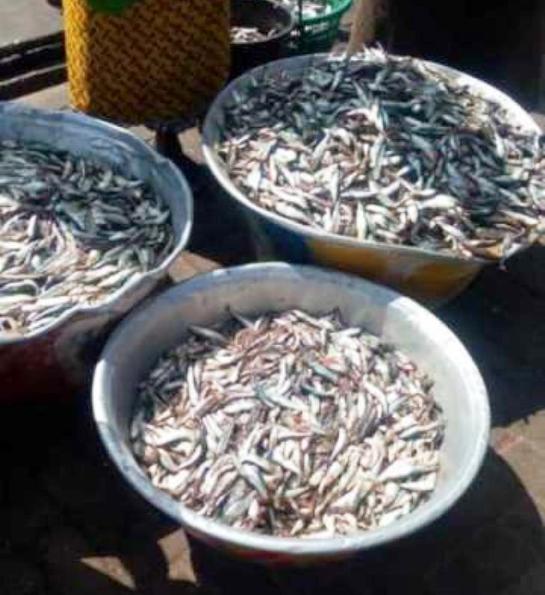 Ghana sekendi fish