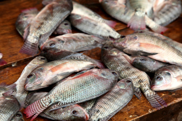Le Nigéria siphonne entre 70 et 80% du poisson pêché sur le fleuve Bénoué, dans la région du Nord du Cameroun