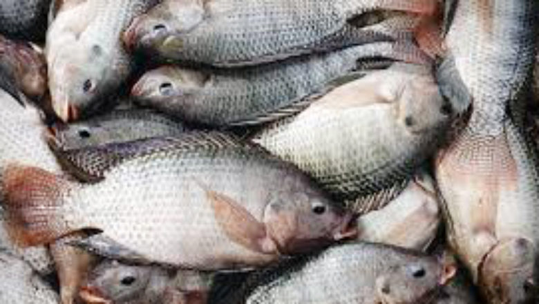 FAO investigates reported outbreak of deadly Tilapia virus in Africa's largest lake
