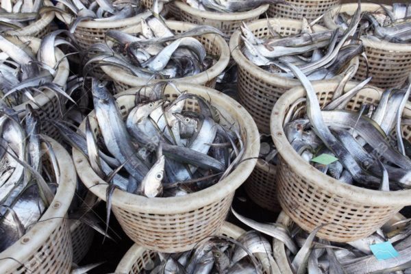 Nigeria - fresh fish in basket
