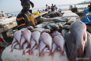 Government blamed for shortage and soaring prices of fish in Sierra Leone