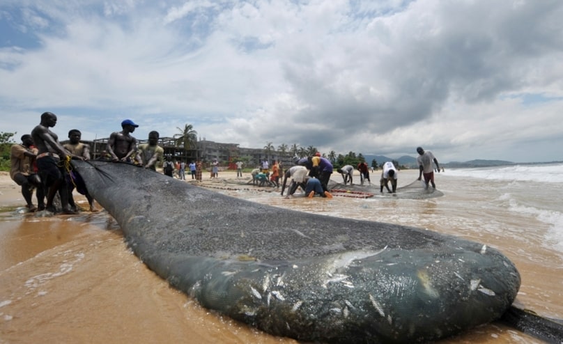 Sierra Leone moves to combat overfishing