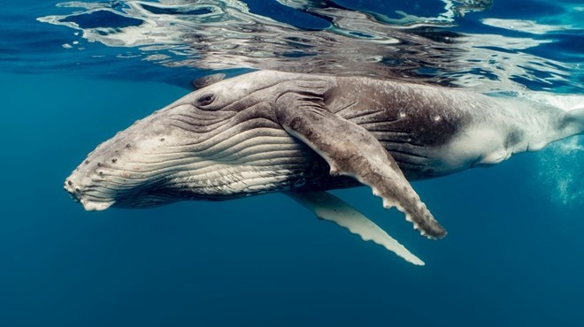 whales Source : Google image
