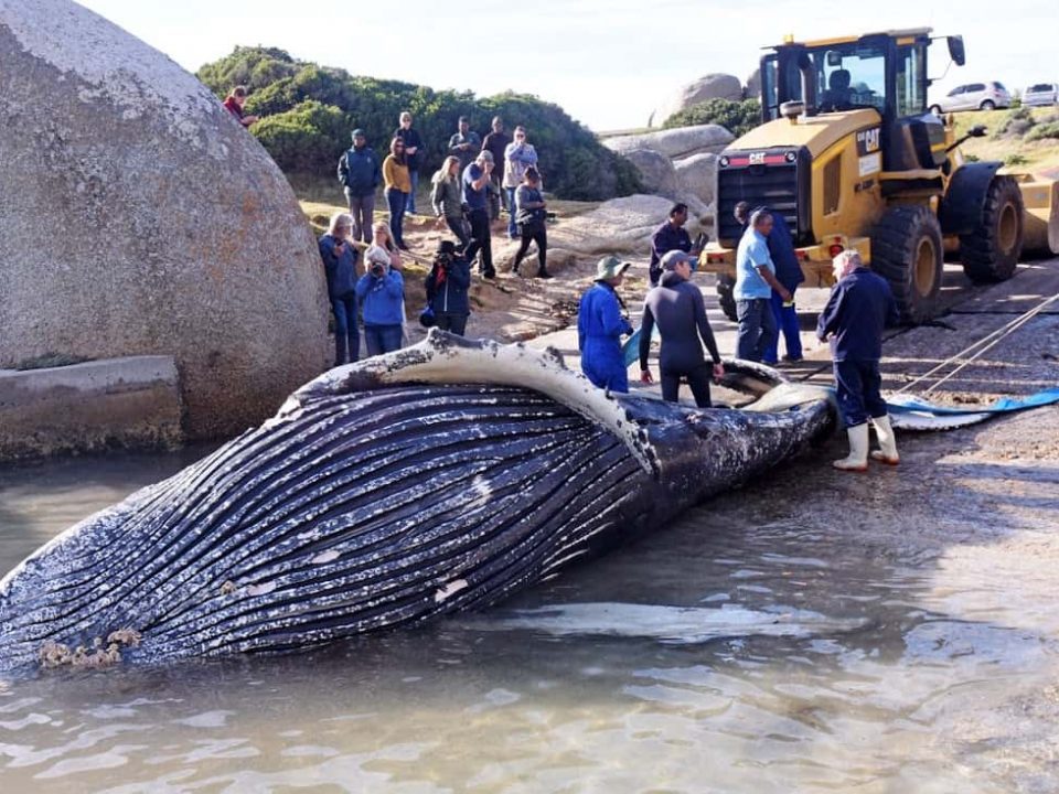 A carcass of a young humpback whale killed during octopus fishing in False Bay is retrieved on June 27, 2019. Image: Gallo Images/Brenton Geach