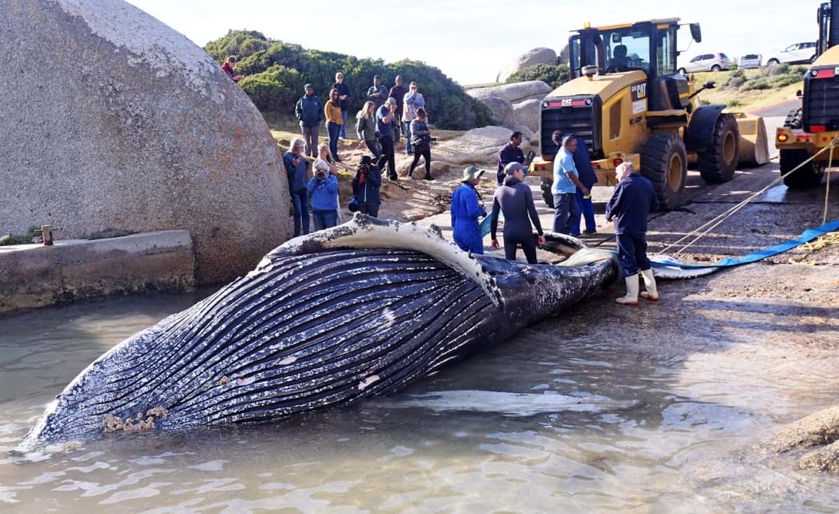 A carcass of a young humpback whale killed during octopus fishing in False Bay is retrieved on June 27, 2019. Image: Gallo Images/Brenton Geach
