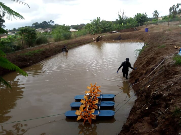 Overflowing with opportunity: Ghana’s wastewater catfish farms
