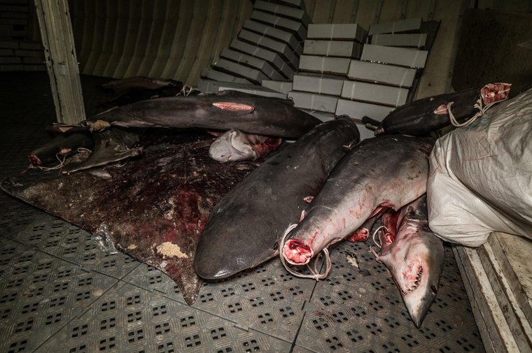Dead mako sharks and rays found onboard the F/V Labiko 2 in Liberian waters. By Jake Parker/Sea Shepherd.