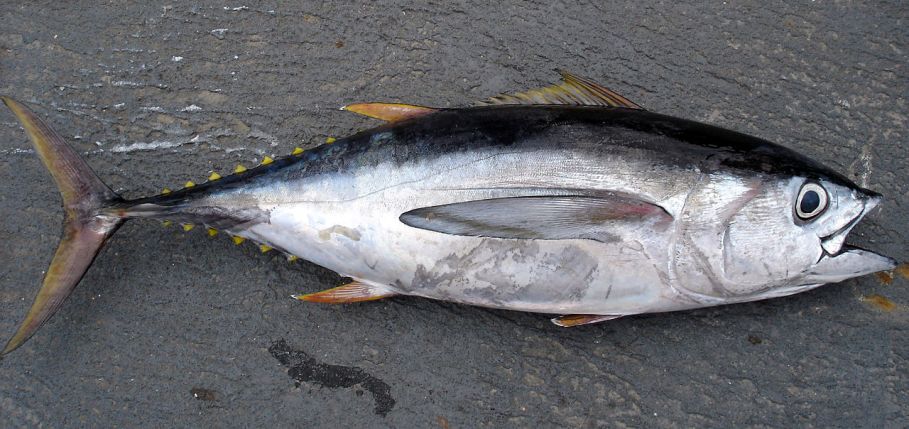Thunnus_obesus Longline fishing research on the NOAA Ship OSCAR ELTON SETTE. Bigeye tuna. Wikipedia