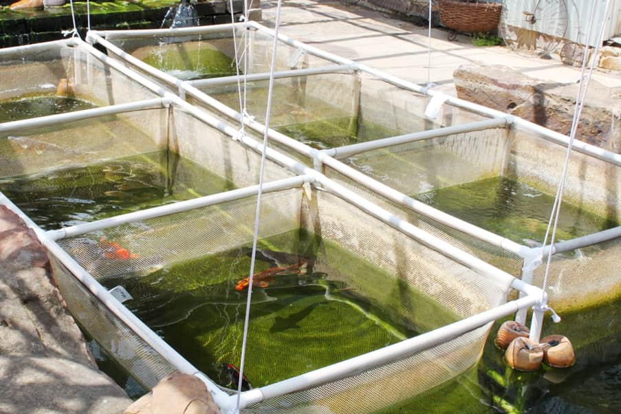 Nigeria: Aquaculture expert endorses tarpaulin ponds for urban fish farming