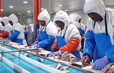 Namibia-industrial-fish-processing - Photo courtesy of Seawork