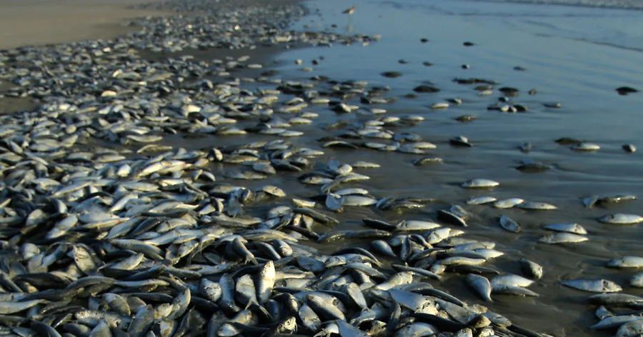Ghana: Strange Fishes Washed Ashore at Osu Beach, Authorities Rush in to Investigate