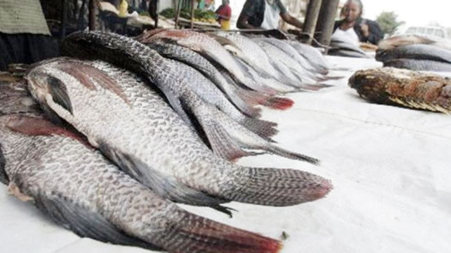 Kenya Fish Imports from China Plunge, Market Prices Rise