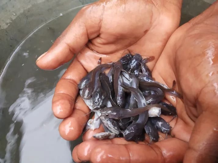 IFAD to fund catfish and tilapia hatcheries in Tanzania