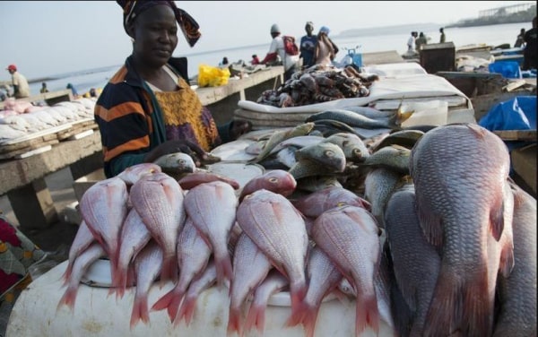 Togo pêche - Femme du marché devant son étalage de poissons